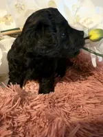 Poodle Girl , a female Poodle - Toy  for sale in Longs, SC – 4 of 8