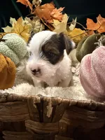Stella, a male Yorkshire Terrier for sale in Longs, SC – 2 of 4