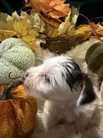 Jack, a male Yorkshire Terrier for sale in Longs, SC – 5 of 5