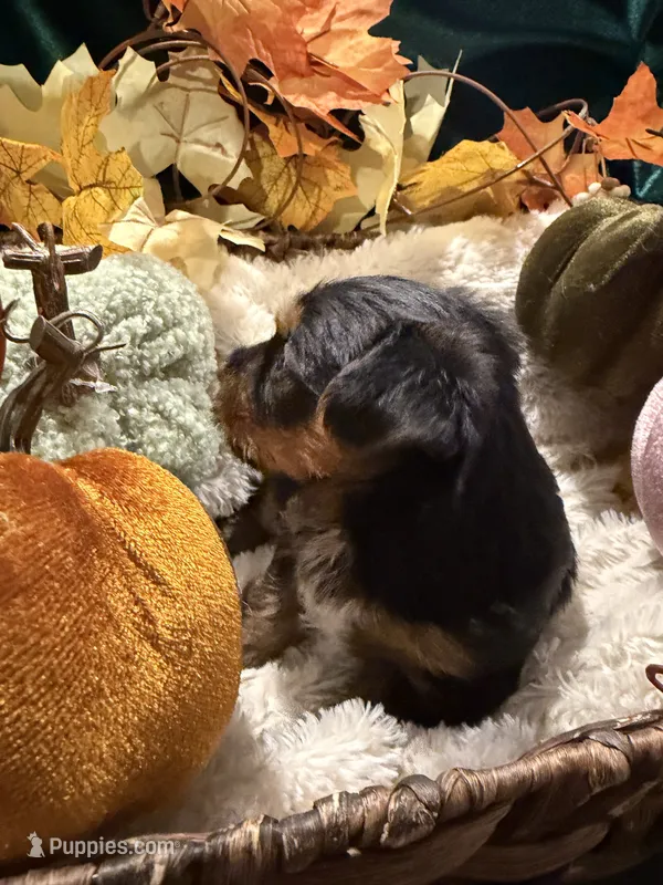 Bear – Yorkshire Terrier puppy for sale in Longs, SC