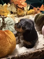Bear, a male Yorkshire Terrier for sale in Longs, SC – 1 of 3