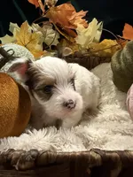 Patches, a male Yorkshire Terrier for sale in Longs, SC – 3 of 5