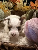 Patches, a male Yorkshire Terrier for sale in Longs, SC – 4 of 5