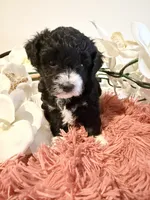 Toy Poodle Girl B&W, a female Poodle - Toy  for sale in Longs, SC – 8 of 10