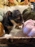 Grizzly, a male Yorkshire Terrier for sale in Longs, SC – 2 of 3