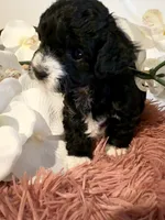 Toy Poodle Girl B&W, a female Poodle - Toy  for sale in Longs, SC – 2 of 10