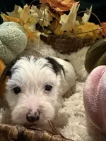 Jack, a male Yorkshire Terrier for sale in Longs, SC – 2 of 5