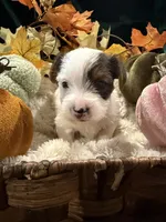 Stella, a male Yorkshire Terrier for sale in Longs, SC – 4 of 4