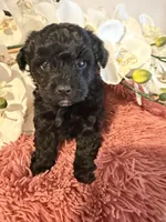 Poodle Girl , a female Poodle - Toy  for sale in Longs, SC – 7 of 8