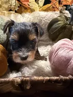 Grizzly, a male Yorkshire Terrier for sale in Longs, SC – 3 of 3