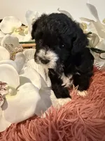 Toy Poodle Girl B&W, a female Poodle - Toy  for sale in Longs, SC – 10 of 10