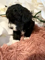 Toy Poodle Girl B&W, a female Poodle - Toy  for sale in Longs, SC – 5 of 10