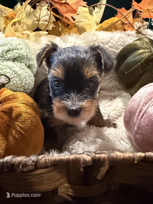 Grizzly – Yorkshire Terrier puppy for sale in Longs, SC