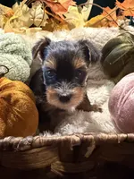 Grizzly, a male Yorkshire Terrier for sale in Longs, SC – 1 of 3