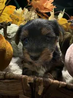 Bear, a male Yorkshire Terrier for sale in Longs, SC – 3 of 3