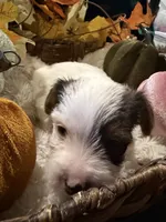 Stella, a male Yorkshire Terrier for sale in Longs, SC – 3 of 4