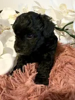 Poodle Girl , a female Poodle - Toy  for sale in Longs, SC – 6 of 8