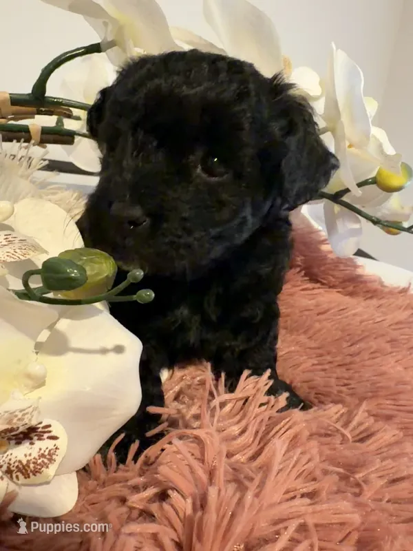 Poodle Girl  – Poodle - Toy  puppy for sale in Longs, SC