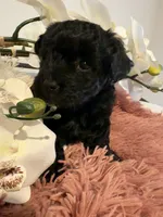 Poodle Girl , a female Poodle - Toy  for sale in Longs, SC – 1 of 8
