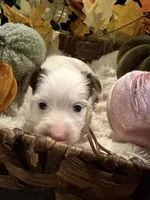 Pumpkin, a male Yorkshire Terrier for sale in Longs, SC – 5 of 5