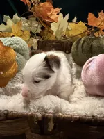 Pumpkin, a male Yorkshire Terrier for sale in Longs, SC – 4 of 5