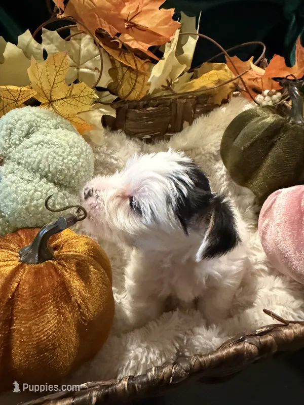 Jack – Yorkshire Terrier puppy for sale in Longs, SC