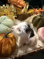 Jack, a male Yorkshire Terrier for sale in Longs, SC – 1 of 5