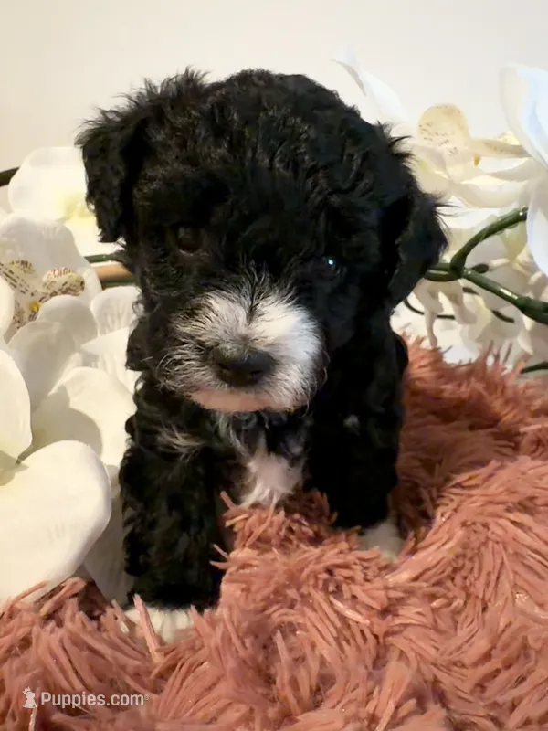 Toy Poodle Girl B&W – Poodle - Toy  puppy for sale in Longs, SC