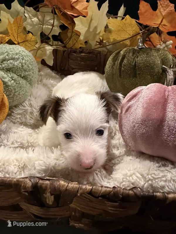 Pumpkin – Yorkshire Terrier puppy for sale in Longs, SC