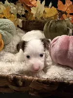 Pumpkin, a male Yorkshire Terrier for sale in Longs, SC – 1 of 5