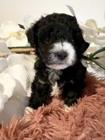 Toy Poodle Girl B&W, a female Poodle - Toy  for sale in Longs, SC – 3 of 10