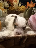 Patches, a male Yorkshire Terrier for sale in Longs, SC – 2 of 5