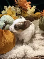 Patches, a male Yorkshire Terrier for sale in Longs, SC – 5 of 5