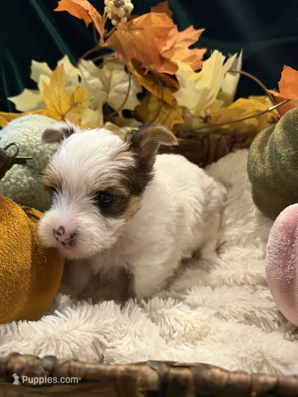 Patches – Yorkshire Terrier puppy for sale in Longs, SC