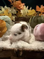 Pumpkin, a male Yorkshire Terrier for sale in Longs, SC – 2 of 5