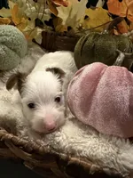Pumpkin, a male Yorkshire Terrier for sale in Longs, SC – 3 of 5