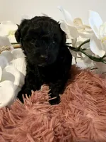 Poodle Girl , a female Poodle - Toy  for sale in Longs, SC – 2 of 8