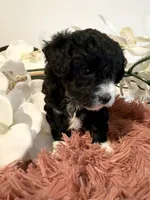 Toy Poodle Girl B&W, a female Poodle - Toy  for sale in Longs, SC – 4 of 10
