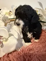 Toy Poodle Girl B&W, a female Poodle - Toy  for sale in Longs, SC – 9 of 10
