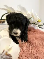 Toy Poodle Girl B&W, a female Poodle - Toy  for sale in Longs, SC – 6 of 10