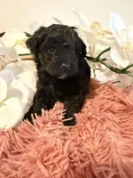 Poodle Girl , a female Poodle - Toy  for sale in Longs, SC – 8 of 8