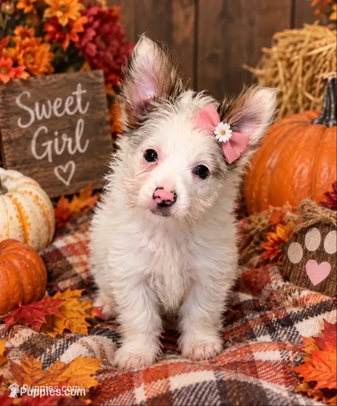 Pumpkin – Yorkshire Terrier puppy for sale in Longs, SC