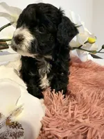 Toy Poodle Girl B&W, a female Poodle - Toy  for sale in Longs, SC – 7 of 10