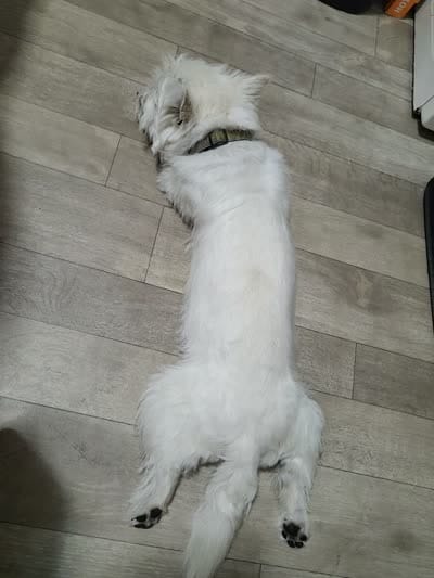 Gizmo, a male West Highland White Terrier for sale in Farmington, MI – 4 of 4