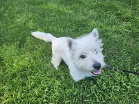 Gizmo, a male West Highland White Terrier for sale in Farmington, MI – 3 of 4