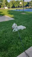 Gizmo, a male West Highland White Terrier for sale in Farmington, MI – 2 of 4