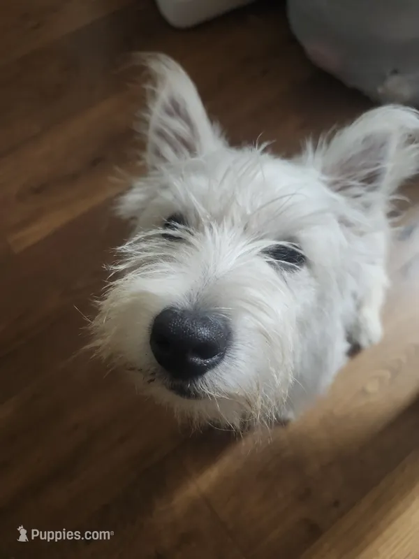 Gizmo – West Highland White Terrier puppy for sale in Farmington, MI