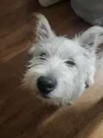 Gizmo, a male West Highland White Terrier for sale in Farmington, MI – 1 of 4