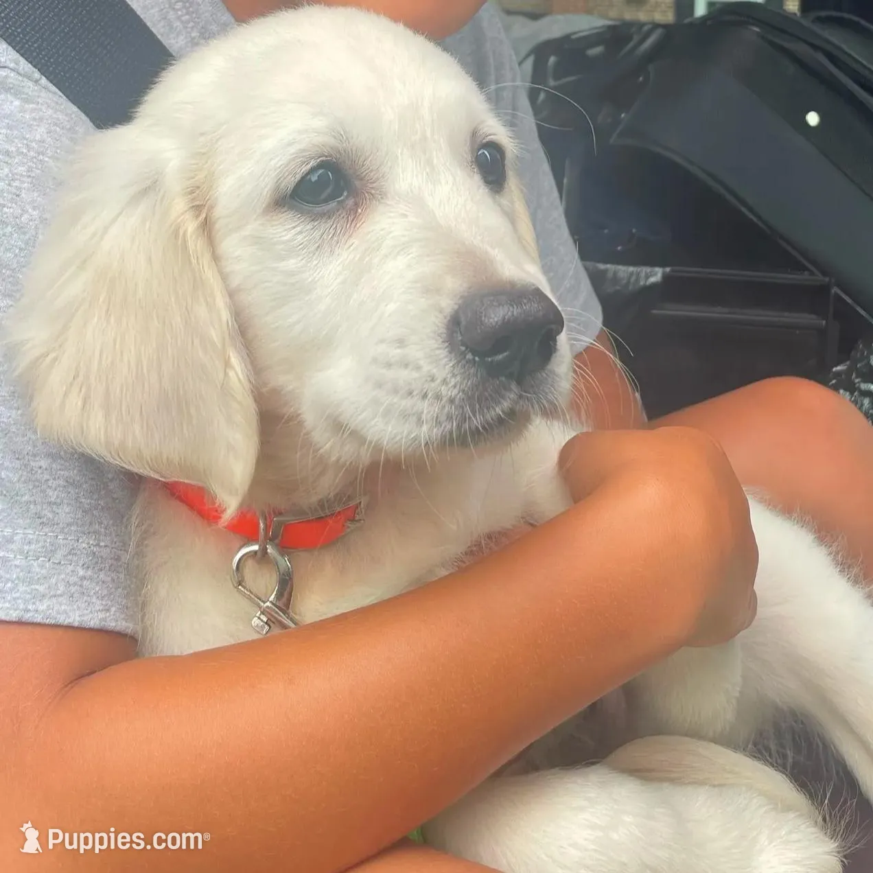 Pan, a male Bernedoodle and English Cream Golden Retriever for sale in Montclair, NJ – Photo 9 of 9