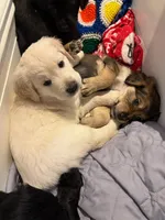 Pan, a male Bernedoodle and English Cream Golden Retriever for sale in Montclair, NJ – Photo 3 of 9